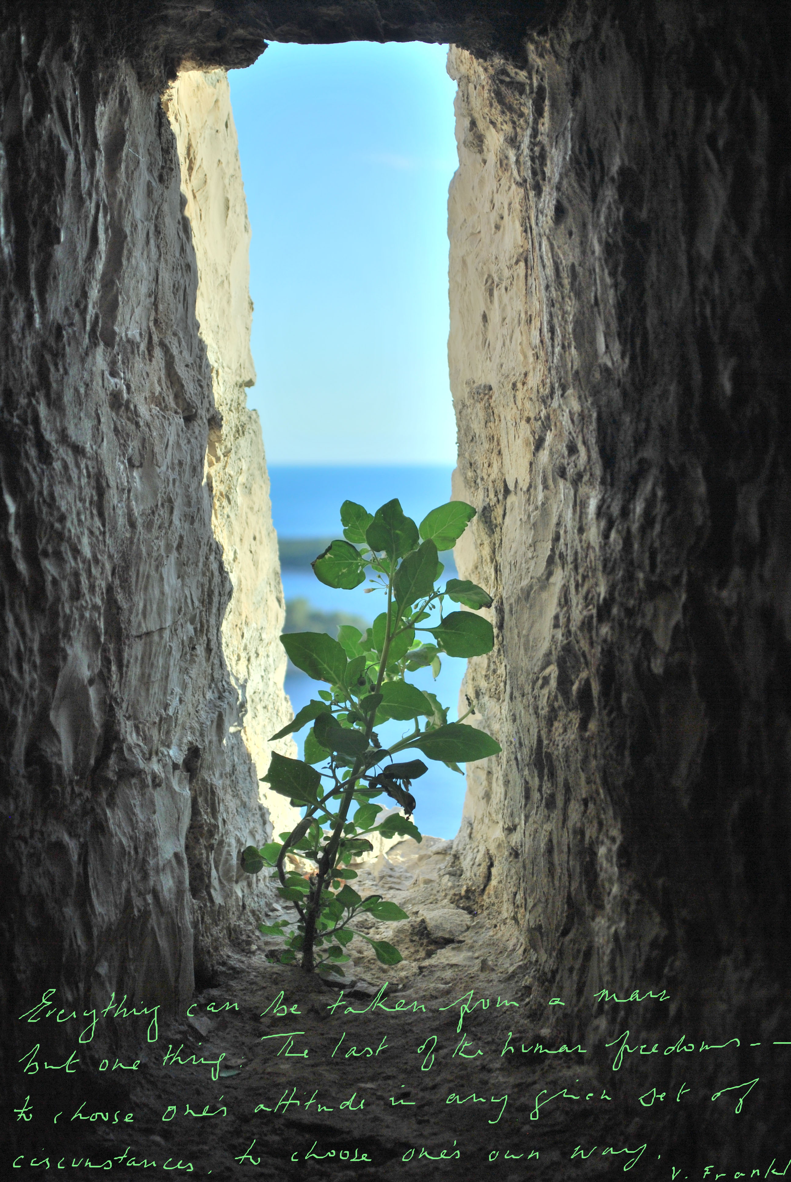 plant in window with frankl